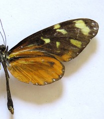 Mechanitis polymnia isthmia