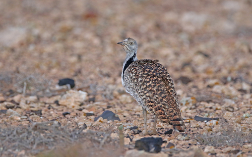 Avutarda hubara africana (Chlamydotis undulata)