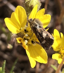 Heliothodes diminutiva