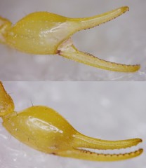 Mesobuthus thersites