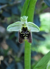 Ophrys bornmuelleri
