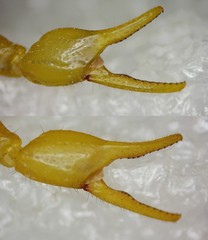 Mesobuthus thersites