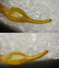 Mesobuthus thersites