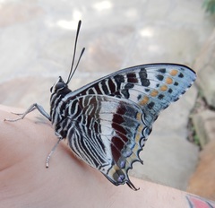 Charaxes saturnus