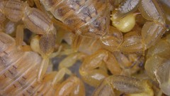 Mesobuthus thersites