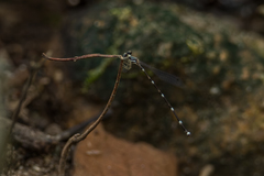 Protosticta khaosoidaoensis
