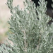 Artemisia tridentata wyomingensis - Photo (c) Judith Ellen Lopez,  זכויות יוצרים חלקיות (CC BY-NC), uploaded by Judith Ellen Lopez