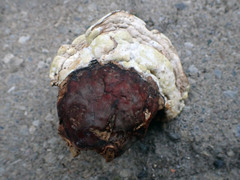 Trichoderma americanum