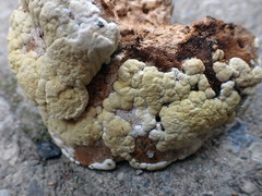 Trichoderma americanum