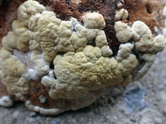 Trichoderma americanum