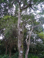Apodytes dimidiata dimidiata