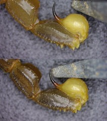 Mesobuthus thersites