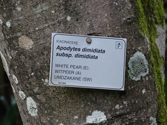 Apodytes dimidiata dimidiata