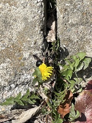Latrodectus variolus
