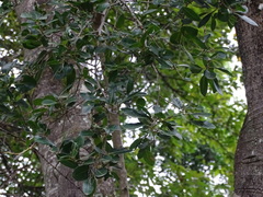 Apodytes dimidiata dimidiata