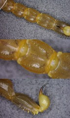 Mesobuthus thersites