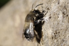 Anthophora pacifica