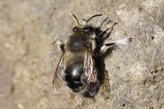 Anthophora pacifica