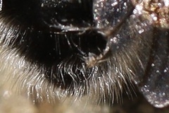 Anthophora pacifica