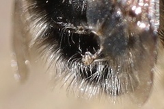 Anthophora pacifica