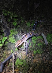 Goniurosaurus bawanglingensis
