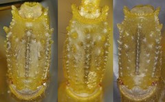 Mesobuthus thersites