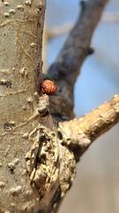 Callirhytis gemmiformis