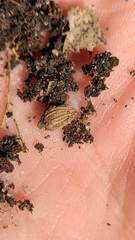 Callirhytis gemmiformis