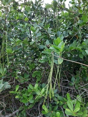 Forsteronia leptocarpa