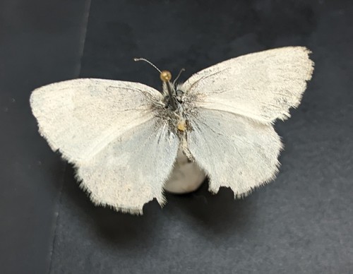 iNaturalist observation photo of Common Ringlet