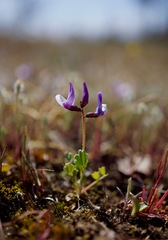Astragalus pauperculus