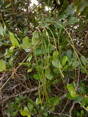 Forsteronia leptocarpa