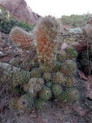 Mammillaria mazatlanensis