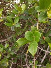 Forsteronia leptocarpa