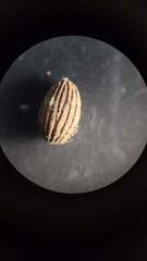 Callirhytis gemmiformis