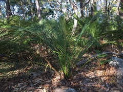 Macrozamia communis