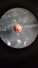 Callirhytis gemmiformis