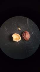 Callirhytis gemmiformis