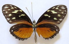 Heliconius hecale zuleika