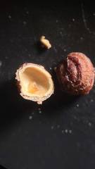 Callirhytis gemmiformis