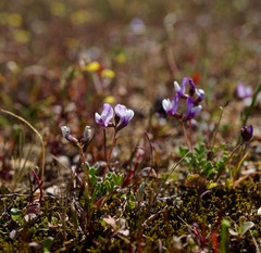 Astragalus pauperculus