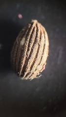 Callirhytis gemmiformis