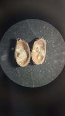 Callirhytis gemmiformis