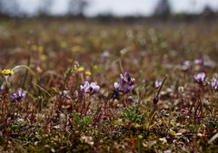 Astragalus pauperculus