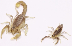 Mesobuthus thersites