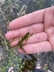 Najas guadalupensis