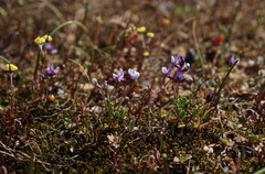 Astragalus pauperculus