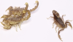 Mesobuthus thersites