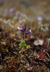 Astragalus pauperculus