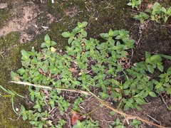 Richardia humistrata